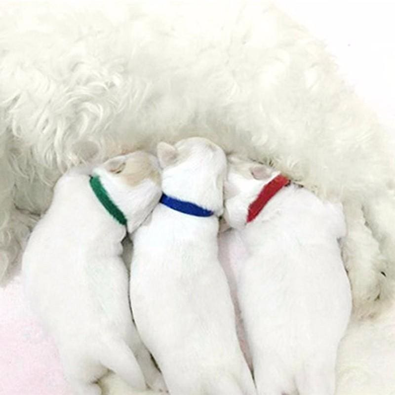12Pcs Cat Collar Bands Colorful - meowoholics